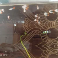 بچه گوپی ۳۵ عدد|ماهی|ارومیه, |دیوار