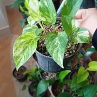 پوتوس|گل و گیاه طبیعی|شیروان (خراسان), |دیوار