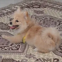 پامرین روباهی