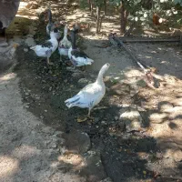 غاز|حیوانات مزرعه|خمین, |دیوار