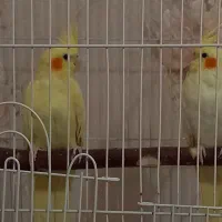 عروس هلندی نر و ماده|پرنده|تهران, شارق|دیوار