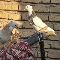 کفتر طوقی