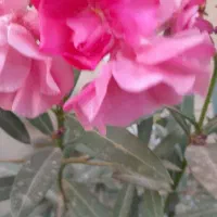 تخفیف ویژه خرزهره و گردو و انجیر و ازگیل و سنجدهلو