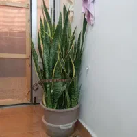 گل سانسوریا|گل و گیاه طبیعی|بندر انزلی, چهارفریضه|دیوار