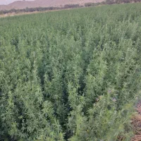 فروش ینجه تمیزبدون علف ورطوبت خرمنکوب کرده