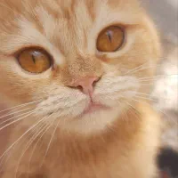 واگذاری گربه ماده اسکاتیش