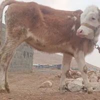 گوساله ماده سیمینتال|حیوانات مزرعه|بیستون, |دیوار