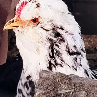 مرغ و خروس گلین پنگوئنی و خال سوزنی فول کیفیت|حیوانات مزرعه|ساری, |دیوار