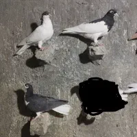 کوبتر پرشی نر