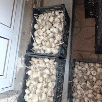 سیر