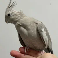 یک جفت عروس هلندی مولد همراه با جوجه