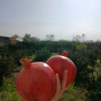 انار ملس ساوه