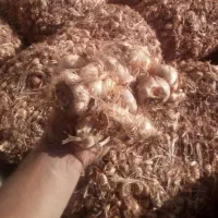 پیاززعفران برکت|عمدهفروشی|تربتحیدریه, بازار|دیوار