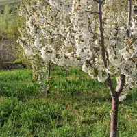 فروش زمین کشاورزی|فروش دفتر صنعتی، کشاورزی، تجاری|موچش, |دیوار