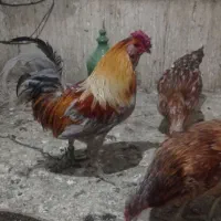 خروس گلین