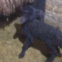 فوش‌بره‌شیری‌مهربان‌افشار