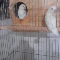 ِیه جفت کوتوله برزیلی سفیدنروماده