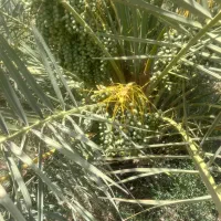 خرما مجموع۹۰۰نخل زاهدی ربی مجول اجاره داده میشود