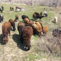 فروش گوسفند جوان جنس خوب