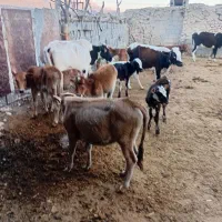 ۱۴ راس گوساله  گاو|حیوانات مزرعه|ابرکوه, |دیوار