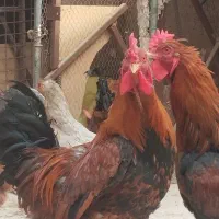 همه خروس ها و مرغ ها  به فروش میرسد