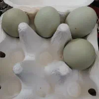 تخم نطفه دار لاکندزی وبلو آسیای