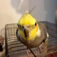 عروس هلندی|پرنده|اصفهان, شاهد|دیوار