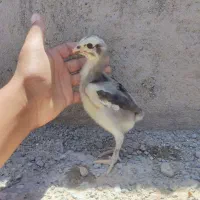 جوجه لاری