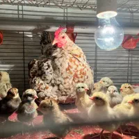 مرغ ، خروس ، جوجه و تخم گلین لری قلم سبز