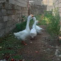 قوغاز|حیوانات مزرعه|رشت, بوسار|دیوار