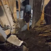 سگ ژرمن|سگ|رشت, کوی مهر|دیوار