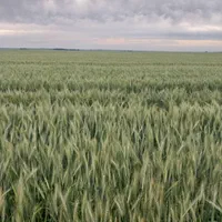 اجاره ۱۰۰هکتار زمین کشاورزی یک سال شوش دوسلق