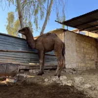 بچه شتر چاق برای نذری|حیوانات مزرعه|قنوات, |دیوار