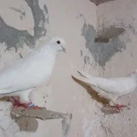 نروماده سفید قدیمی