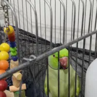 طوطی ملنگو نر|پرنده|ساوه, |دیوار