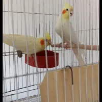 عروس هلندی بالغ