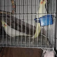 عروس هلندی|پرنده|ششده و قره بلاغ, |دیوار