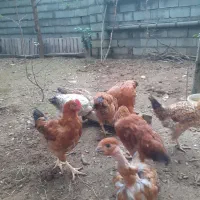 فروش تعدادی خروس ۳ماهه