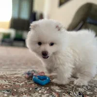 توله پامر خرسی