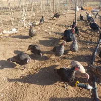 بوقلمون|حیوانات مزرعه|الشتر, |دیوار