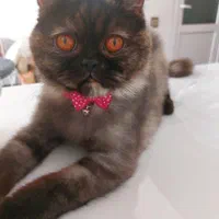 گربه|گربه|مهاباد (آذربایجان غربی), |دیوار