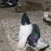 کبوتر رنگی