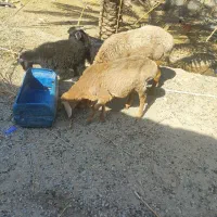 میش و بره نر چینی