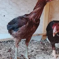 مرغ و عروس لاری|حیوانات مزرعه|شیروان (خراسان), |دیوار