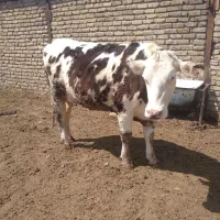 گاو تلیسه سیمینتال