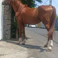 اسب عرب ایرانی نژاد اصیل