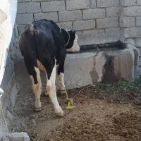 کوساله سیمیتال|حیوانات مزرعه|محمدبار, |دیوار