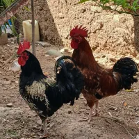 دوتا خروس اذان گو