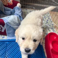 توله‌سگ گلدن رتریور ۲ ماهه، سالم و واکسینه|سگ|تهران, منیریه|دیوار