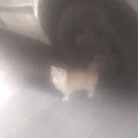 قیمت توافقی|گربه|کرمان, |دیوار